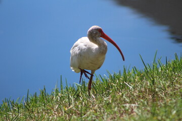 A look at an American White Ibis 