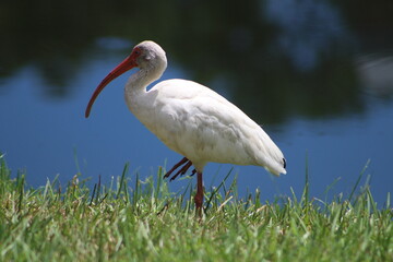 A look at an American White Ibis 