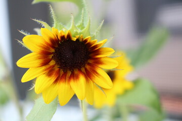 A look at a baby sunflower
