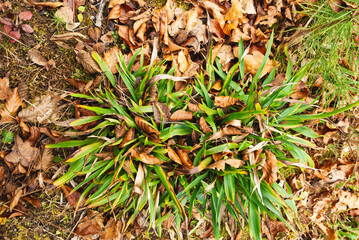Autumn background with fallen and green leaves