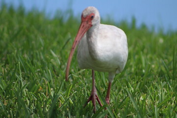 A look at an American White Ibis 