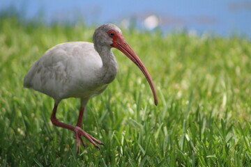 A look at an American White Ibis 