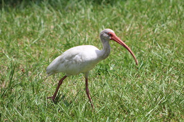 A look at an American White Ibis 