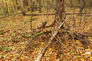 autumn landscape inside the forest with old dry spruce
