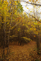 Fototapeta premium Path of travelers through the forest in fallen autumn leaves