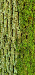 bark texture