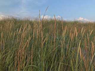 Dünen, Strand, copy Space, Strand, Düne, Sand, 