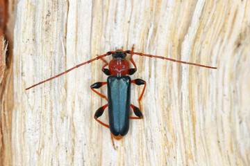 Tanbark Borer - Violet Tanbark Beetle (Phymatodes testaceus) - violet form - Bark and wood borer insect.