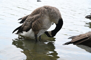 country goose scrubbing itself with its beak 