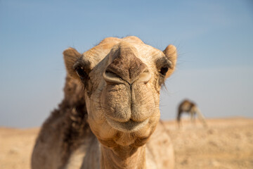 Camel face