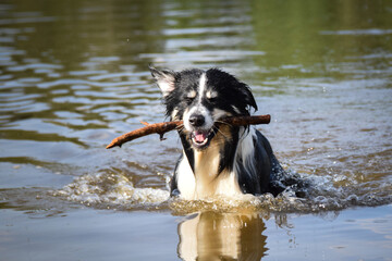 Border collie is standing in the water. He loves water and he jump for stick.