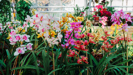 Fototapeta na wymiar Close up portrait of beautiful flowers, Orchid in the Botanical Garden, Orchidaceae