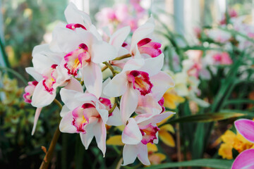 Close up portrait of beautiful flowers, Orchid in the Botanical Garden, Orchidaceae