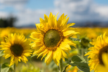 Sunflower field in sunny Scotland