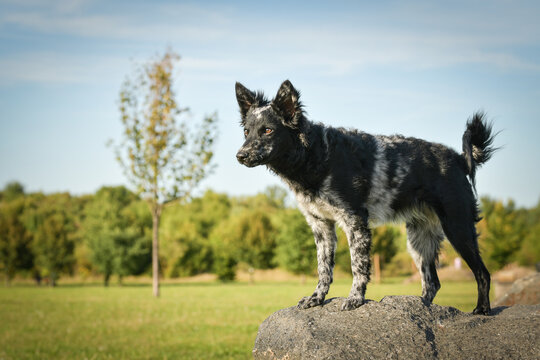 Portrait of dog puppy mudi. She is so nice dog.