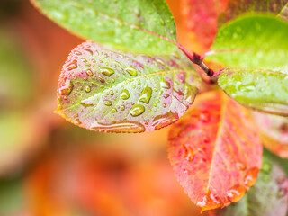 Autumn green, yellow and red leaves with water drops after rain