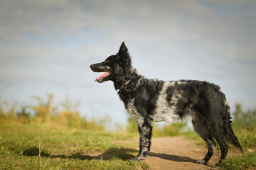Portrait of dog puppy mudi. She is so nice dog.