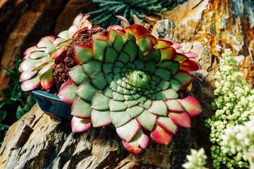Fototapeta premium Succulent, Close up portrait of beautiful flowers in botanical garden.