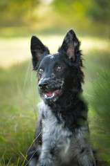 Portrait of dog puppy mudi. She is so nice dog.