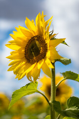 Sunflower field in sunny Scotland