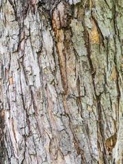 The texture of the bark of an old apple tree