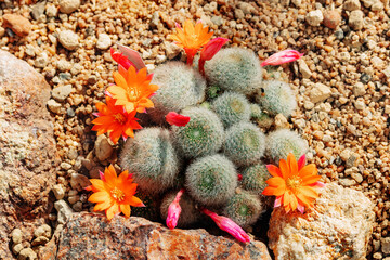 Succulent, Close up portrait of beautiful flowers in botanical garden.