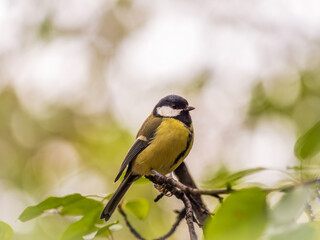 Fototapeta premium Cute bird Great tit, songbird sitting on the branch with blured background