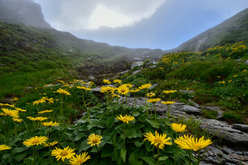 Wild flowers on an alpine meadow in the Fagaras Mountains on a foggy and rainy day. Natural light and selective focus.