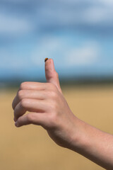 Ladybird ready to fly off the finger