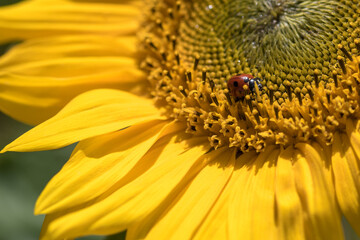 Ladybird walking on sunflower 