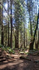 footpath in the woods