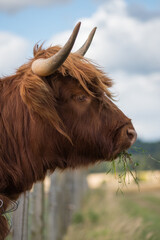Scottish Highland Cow 