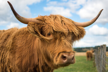 Scottish Highland Cow  - obrazy, fototapety, plakaty