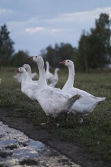 geese on the lake
