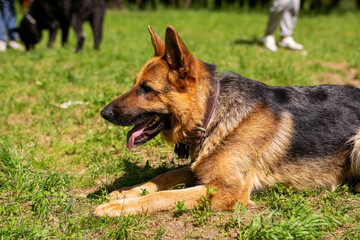 German Shepherd lies on the grass in the forest.