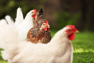 Young hen in the chicken farm. Concept organics farm, organic living. Agriculture. Chicken egg. Healthy farm healthy food.