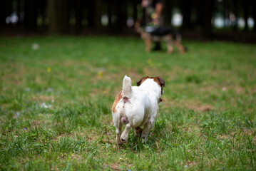 Jack Russell Terrier, from behind, in the park.