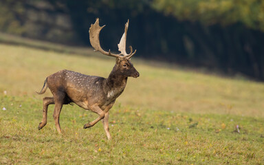 Fallow deer, dama dama, running on grassland in autumn nature. Spotted stag sprintig on green grassland in fall. Male animal in dynamic motion on field.