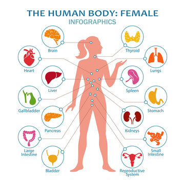 The human body: female. Human body anatomy with icons of human internal organs. Medical infographic. Isolated. Vector illustration