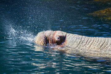 Obraz premium Pacific walrus swimming at the zoo, (Odobenus rosmarus)