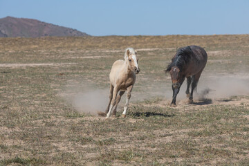 Wild Horses in the Utah Desert