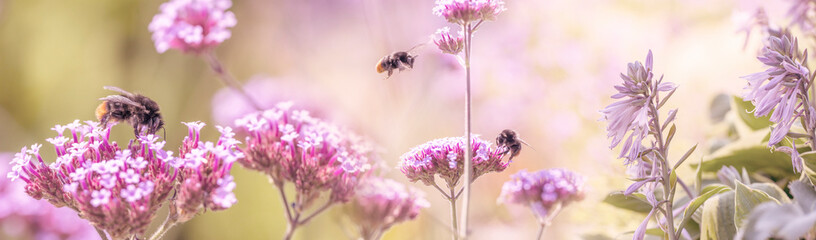 bumblebees on garden flowers close up - macro photo