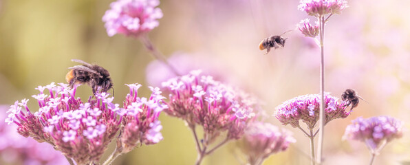 bumblebees on garden flowers close up - macro photo