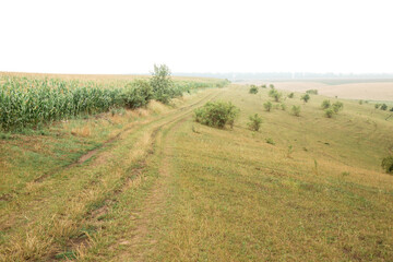 Fototapeta na wymiar Corn field near the wagon
