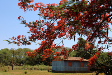 Obraz premium casa en el campo