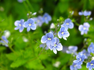 veronica chamaedrys - blue blossoms spring