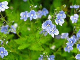 veronica chamaedrys - blue blossoms spring
