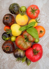 tomatoes multicolored  close-up with a sprig of basil on a gray background selective focus