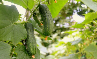 green cucumbers close-up on bushes in a summer garden selective focus