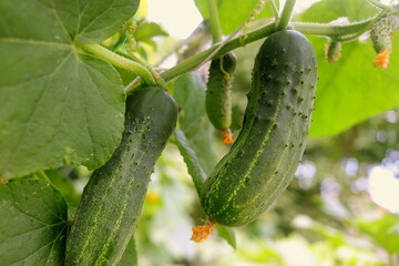 green cucumbers close-up on bushes in a summer garden selective focus
